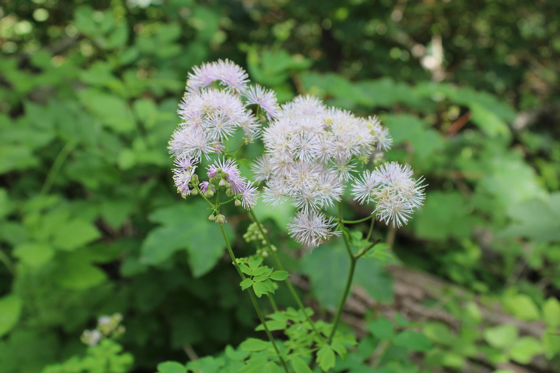 20200531103341