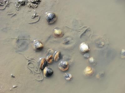 10.08.-17.08.2012 Borkum